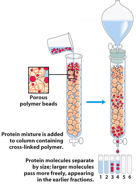 A Size-Exclusion Column Chromatography