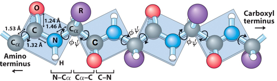 Amide and Peptide Bond Planes