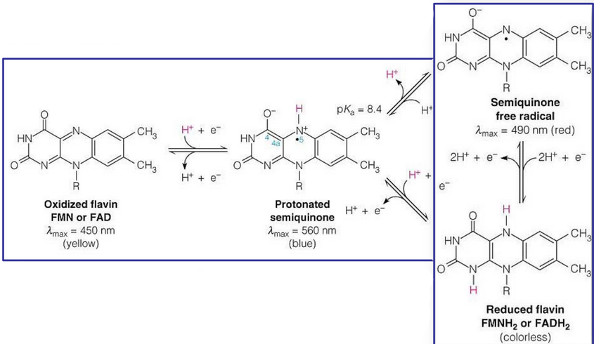 A Semiquinone Free Radical