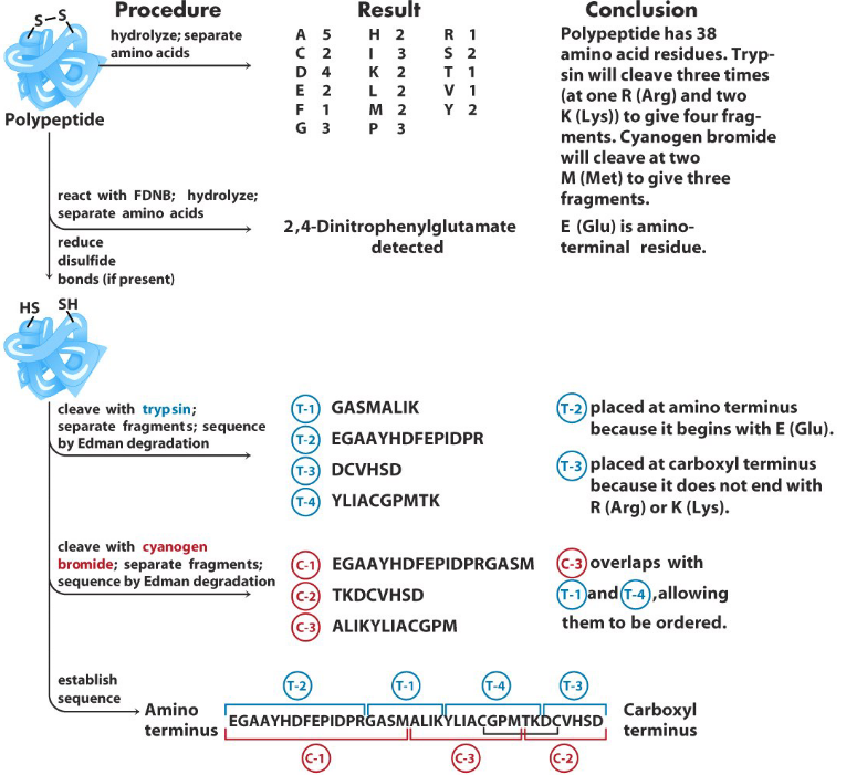 Sequencing Short Peptides