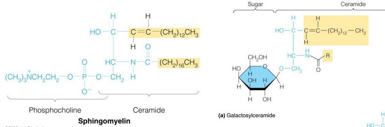 Structure of a Sphingolipid and a Glycosphingolipid