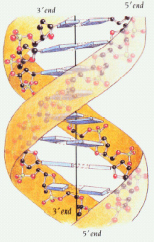 Base Pair Interactions