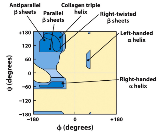 Steric Constraints on Torsion Angles phi and psi