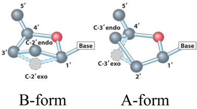 A and B Forms of Sugars