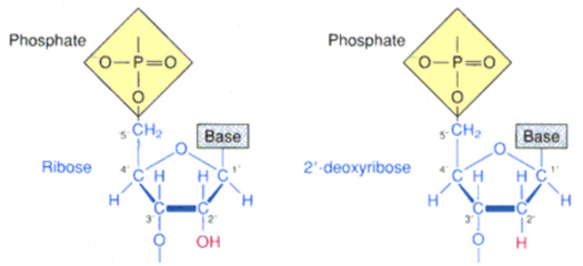 Different Sugars in Nucleotides