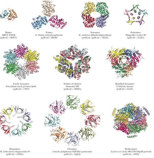 Symmetry in Proteins