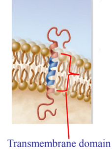 Labelled Transmembrane Domain