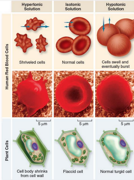 Cells Under Different Solution Tonicities