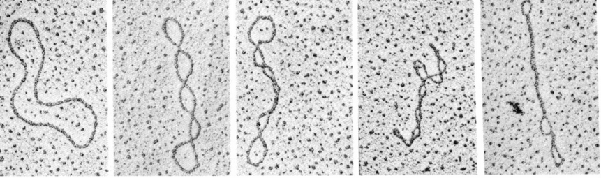 Topoisomers in Different Degrees of Supercoiling