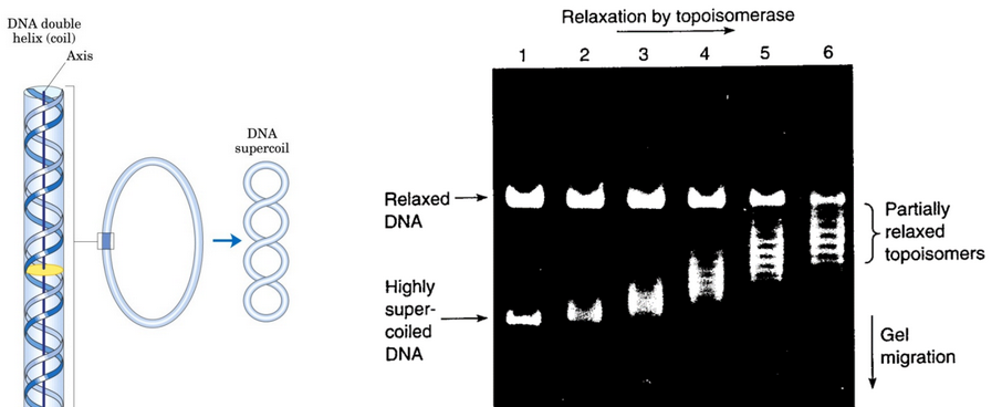 Topoisomerases in Action