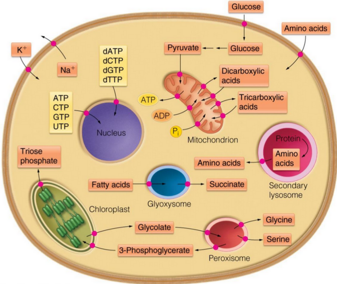 Modes of Membrane Transport