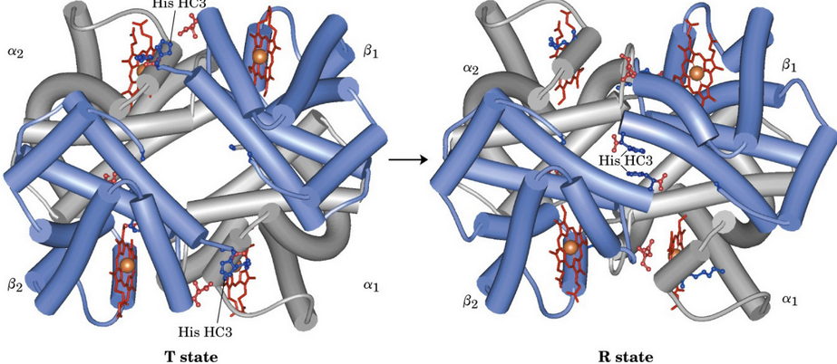 T and R States of Hemoglobin