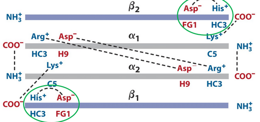 Amino Acid Pairs in the T State of Hemoglobin