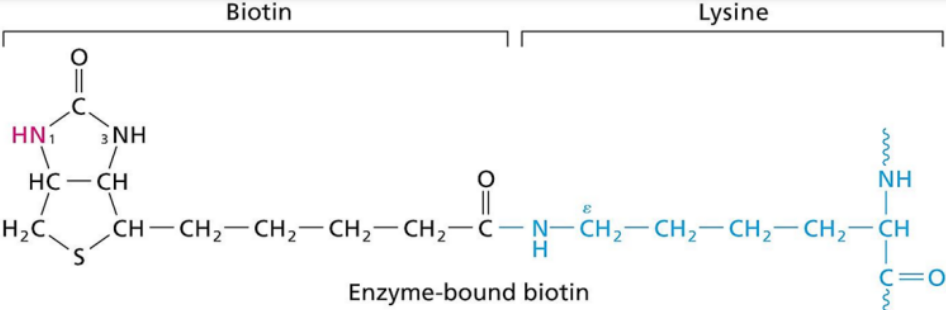 Structure of Vitamin H