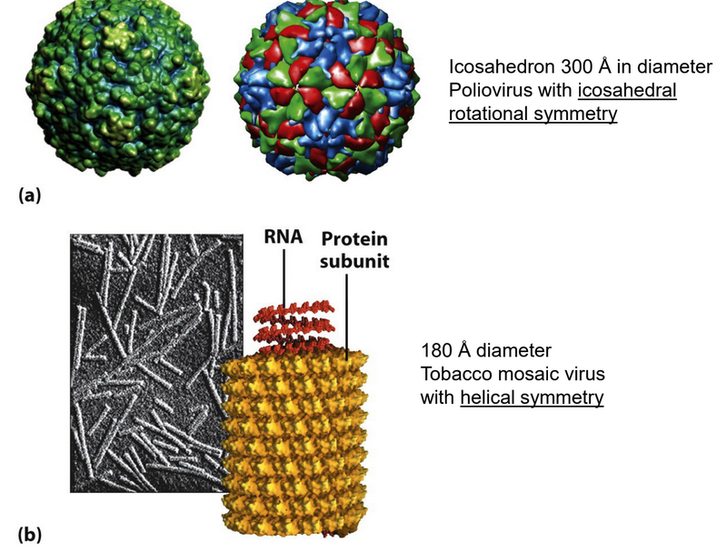 Symmetries in Viral Capsids