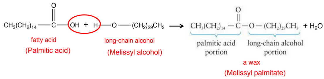 Formation of a Wax