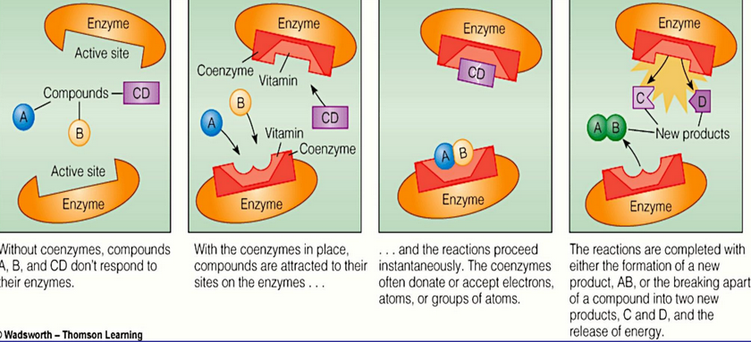 Vitamins as Cofactors