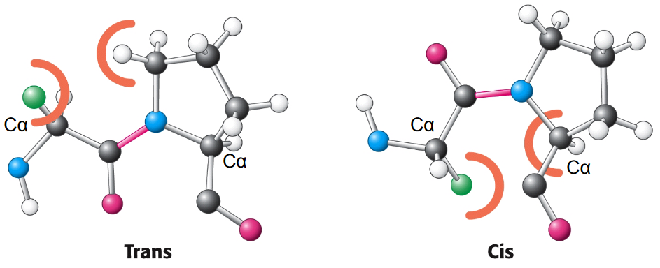 Peptide Bond Configurations in X-pro Sequences