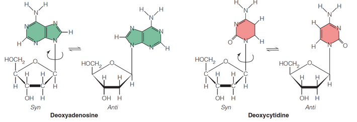 Rotation of Bases Around the N-glycosidic Bond