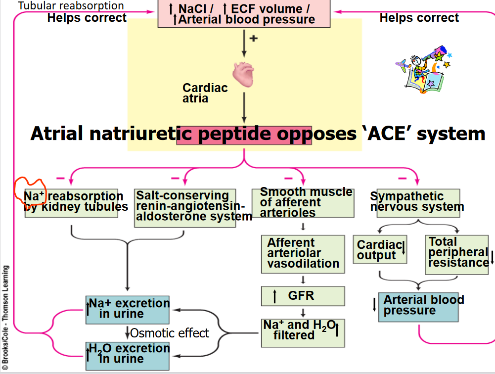 RAAS Activation of Sodium Reabsorption