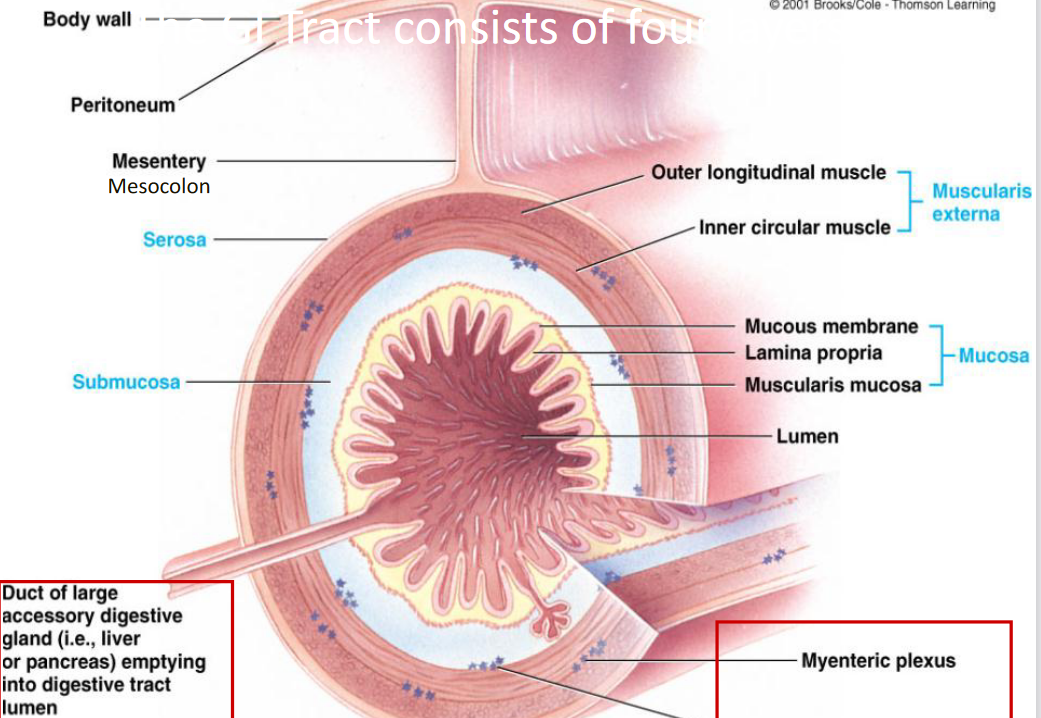 Layers of the GI Tract