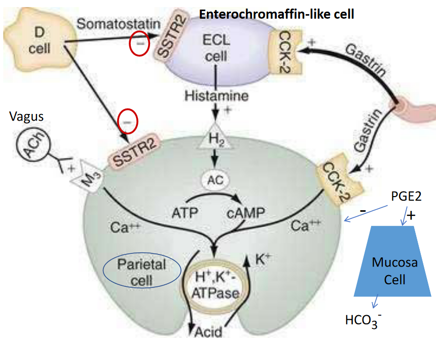 Regulating HCl Secretions