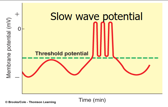 Action Potential Graph of Interstitial Cells of Cajal