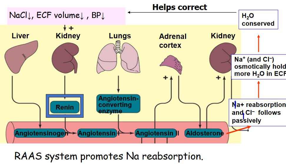 RAAS Regulation of Sodium Reabsorption