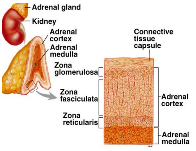 Adrenal Glands