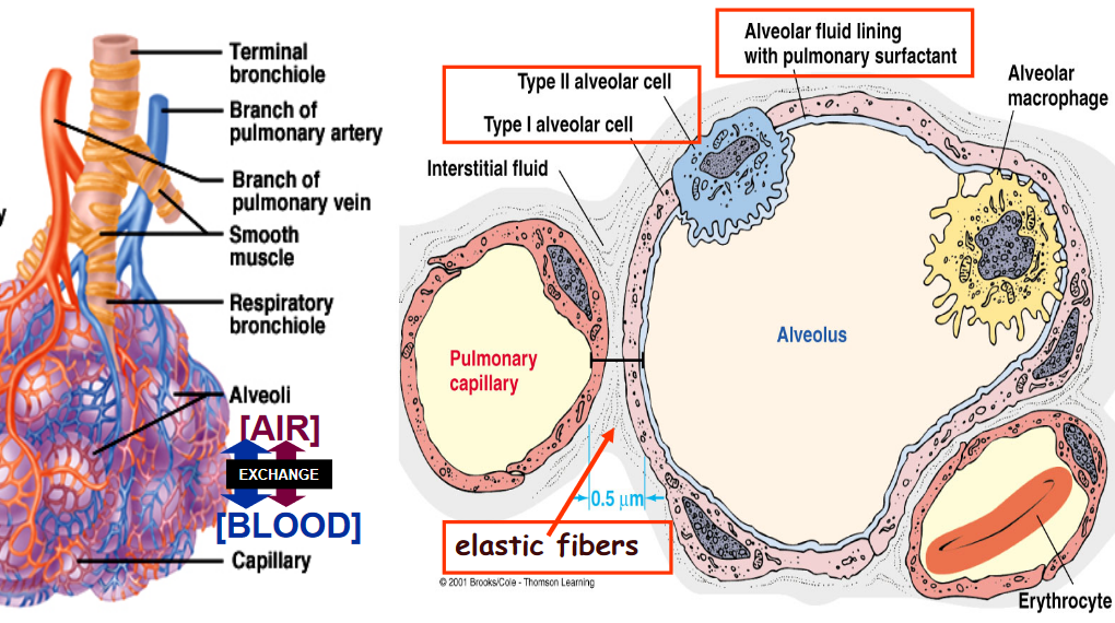 Functional Unit of the Lungs