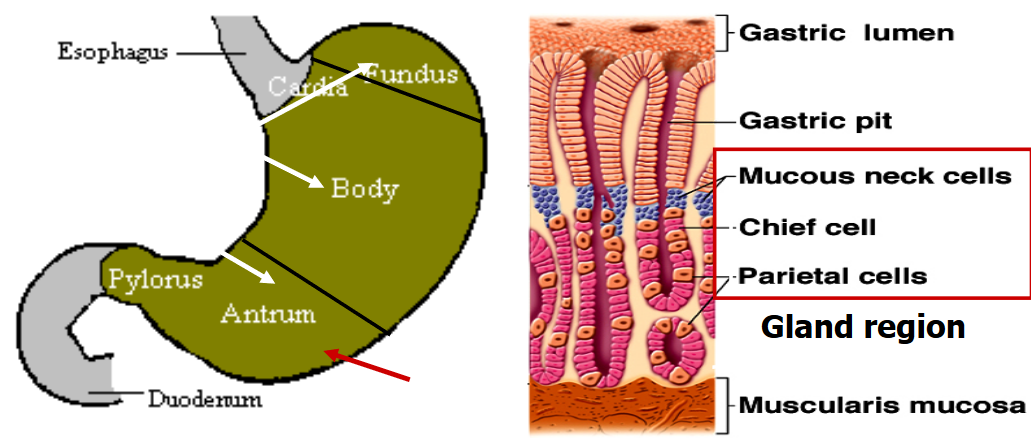 Anatomy of the Stomach