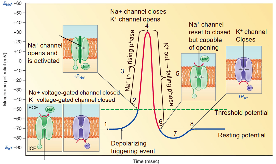 How Action Potentials Work