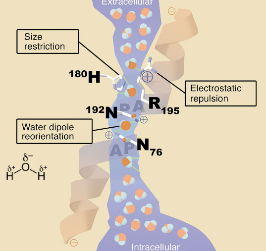 Aquaporin 1 Subunit