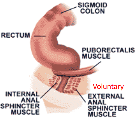 Rectum and Anal Canal Anatomy