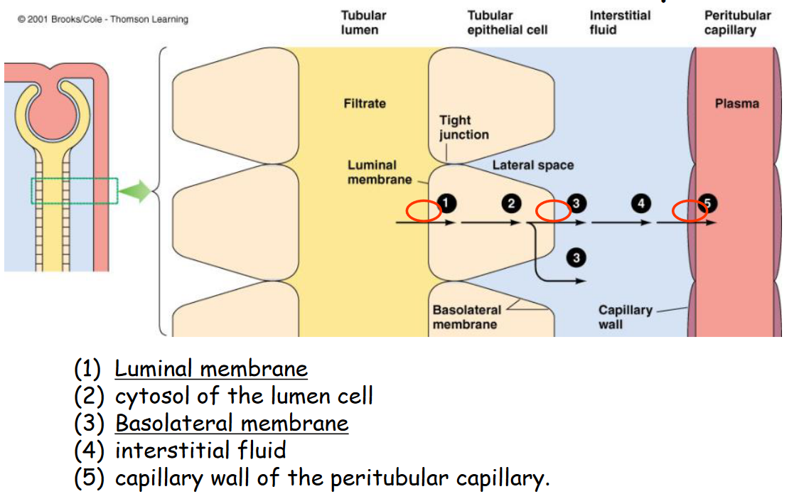 Barriers to Tubular Reabsorption