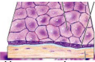 The Basement Membrane