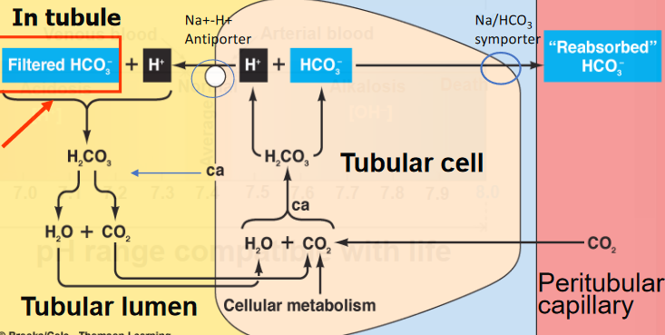 Bicarbonate Ion Reabsorption