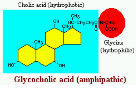 General Structure of a Bile Salt