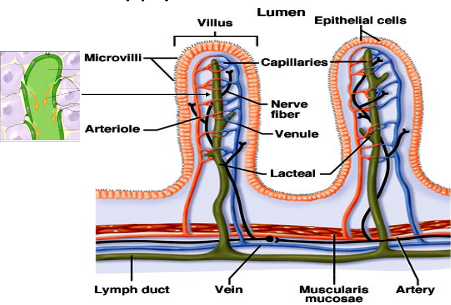 Blood Supply to the Small Intestine