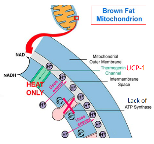 Brown Fat and Heat Production