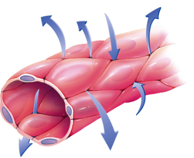 Capillary Structure