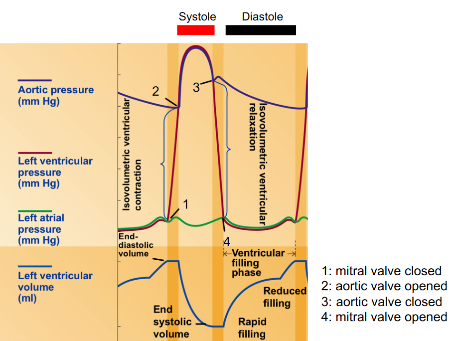 Cardiac Activity