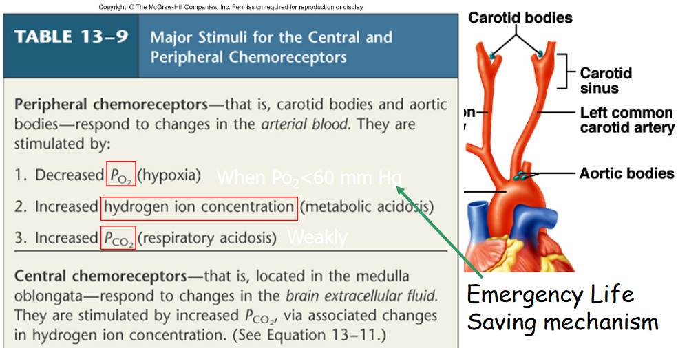 Inputs from Chemoreceptors