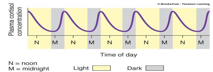 Circadian Rhythms