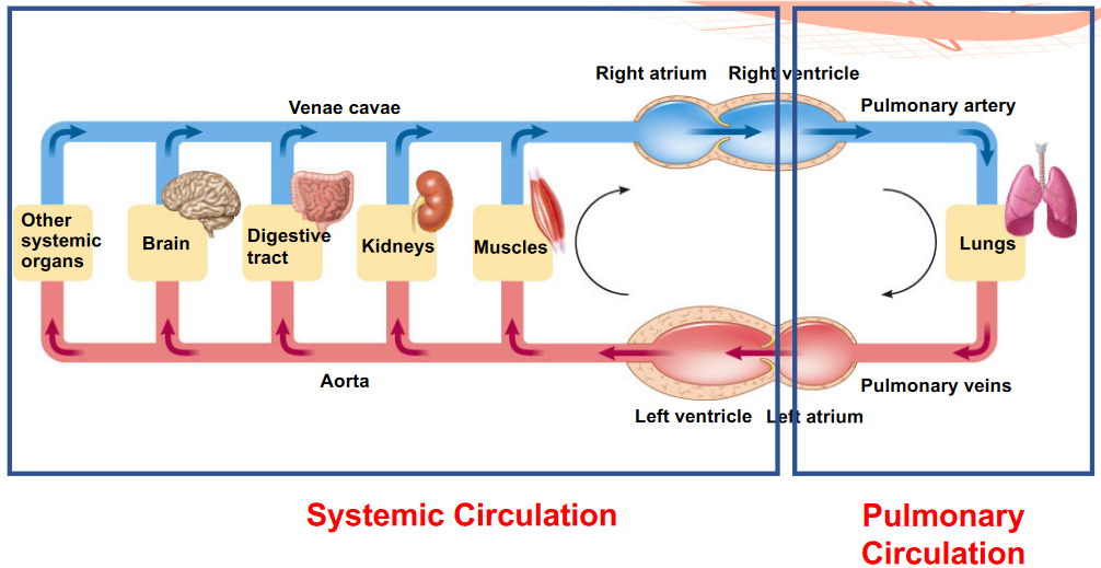 Pulmonary and Systemic Circulation of the Heart