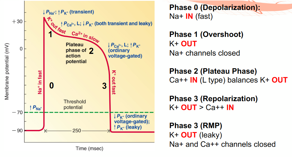 Contractile Cell Action Potential