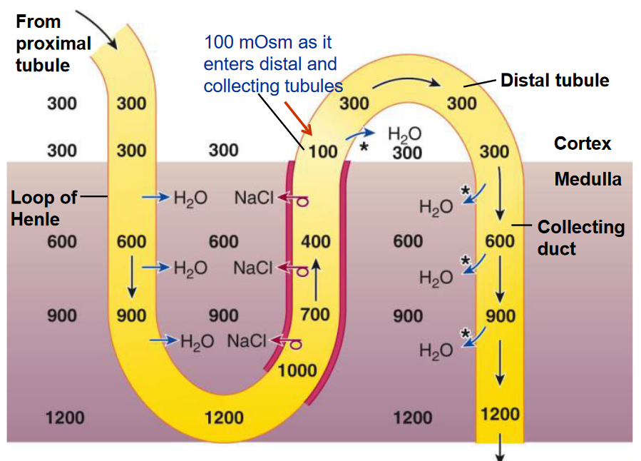 Concentrated Urine in the Presence of ADH