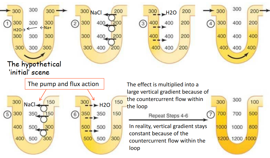 Countercurrent Multiplication Generates the Vertical Osmotic Gradient