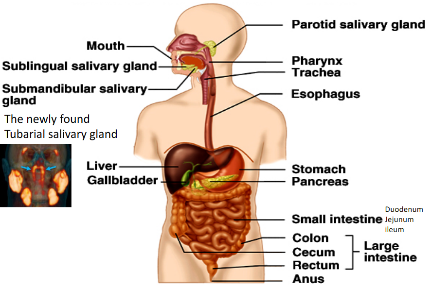 Anatomy of the Digestive System