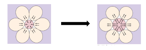 Alveolar Distension